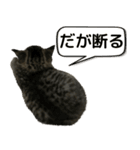 ミヌエットのショコラ子猫写真3ハロウィン（個別スタンプ：29）