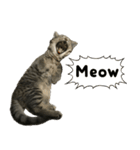 ミヌエットのショコラ子猫写真3ハロウィン（個別スタンプ：34）