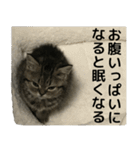ミヌエットのショコラ子猫写真3ハロウィン（個別スタンプ：35）