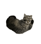 ミヌエットのショコラ子猫写真3ハロウィン（個別スタンプ：38）