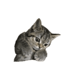 ミヌエットのショコラ子猫写真3ハロウィン（個別スタンプ：39）