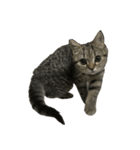 ミヌエットのショコラ子猫写真3ハロウィン（個別スタンプ：40）