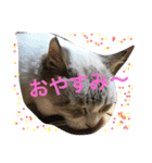 House cat Shisa（個別スタンプ：1）