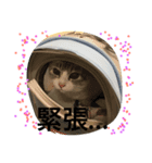 House cat Shisa（個別スタンプ：2）