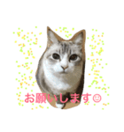 House cat Shisa（個別スタンプ：3）