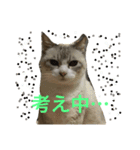 House cat Shisa（個別スタンプ：4）