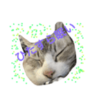 House cat Shisa（個別スタンプ：5）