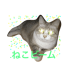 House cat Shisa（個別スタンプ：6）