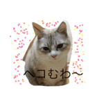 House cat Shisa（個別スタンプ：7）