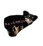 わさびくんスタンプ（個別スタンプ：2）