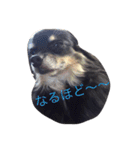 わさびくんスタンプ（個別スタンプ：5）