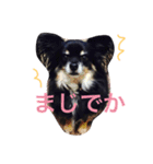 わさびくんスタンプ（個別スタンプ：13）