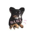 わさびくんスタンプ（個別スタンプ：14）