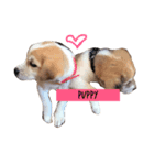 可愛い犬達の写真（個別スタンプ：3）