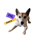可愛い犬達の写真（個別スタンプ：4）