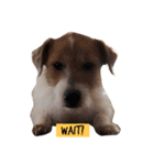 可愛い犬達の写真（個別スタンプ：5）