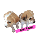 可愛い犬達の写真（個別スタンプ：6）
