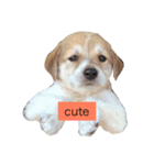 可愛い犬達の写真（個別スタンプ：8）