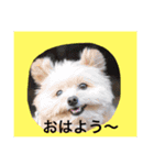 korosukedesuga（個別スタンプ：1）