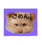 korosukedesuga（個別スタンプ：2）