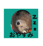 korosukedesuga（個別スタンプ：3）