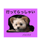 korosukedesuga（個別スタンプ：4）