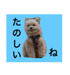 korosukedesuga（個別スタンプ：5）