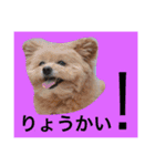 korosukedesuga（個別スタンプ：8）