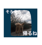 korosukedesuga（個別スタンプ：9）