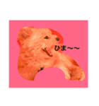 korosukedesuga（個別スタンプ：11）