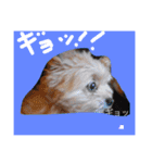korosukedesuga（個別スタンプ：12）