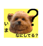 korosukedesuga（個別スタンプ：13）