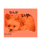 korosukedesuga（個別スタンプ：14）