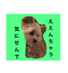 korosukedesuga（個別スタンプ：15）