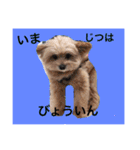 korosukedesuga（個別スタンプ：16）