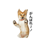 柴犬ランの癒しスタンプ（個別スタンプ：1）