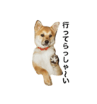 柴犬ランの癒しスタンプ（個別スタンプ：2）