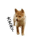 柴犬ランの癒しスタンプ（個別スタンプ：3）