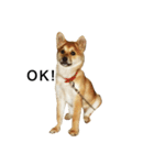 柴犬ランの癒しスタンプ（個別スタンプ：4）