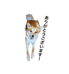 柴犬ランの癒しスタンプ（個別スタンプ：5）