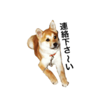 柴犬ランの癒しスタンプ（個別スタンプ：6）