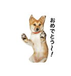 柴犬ランの癒しスタンプ（個別スタンプ：9）