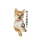 柴犬ランの癒しスタンプ（個別スタンプ：10）