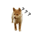 柴犬ランの癒しスタンプ（個別スタンプ：11）