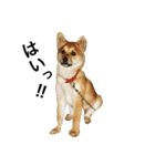 柴犬ランの癒しスタンプ（個別スタンプ：12）