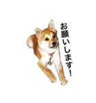 柴犬ランの癒しスタンプ（個別スタンプ：14）