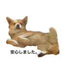 柴犬ランの癒しスタンプ（個別スタンプ：16）