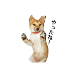 柴犬ランの癒しスタンプ（個別スタンプ：17）