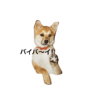 柴犬ランの癒しスタンプ（個別スタンプ：18）
