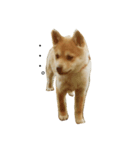 柴犬ランの癒しスタンプ（個別スタンプ：19）